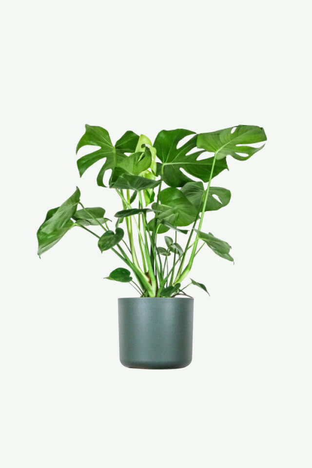 plants ecommerce product featured img 14 plants ecommerce product featured img 14