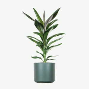 Home plants ecommerce product featured img 20